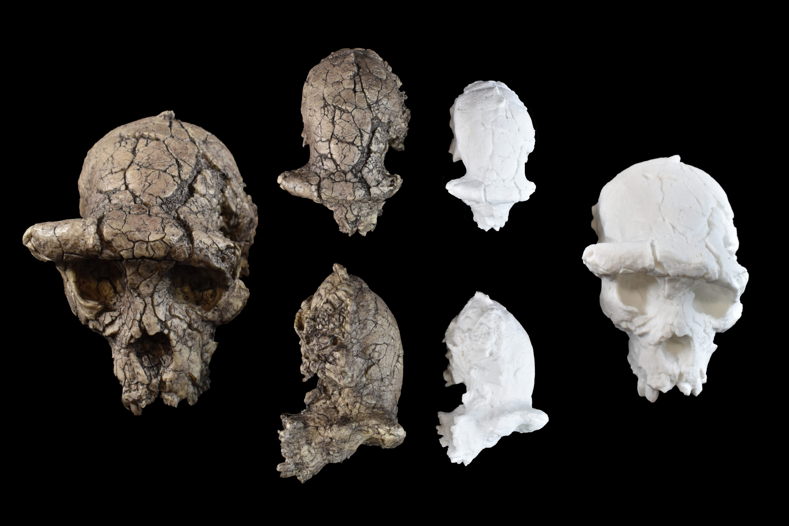 Paleoanthropology Teaching Collections