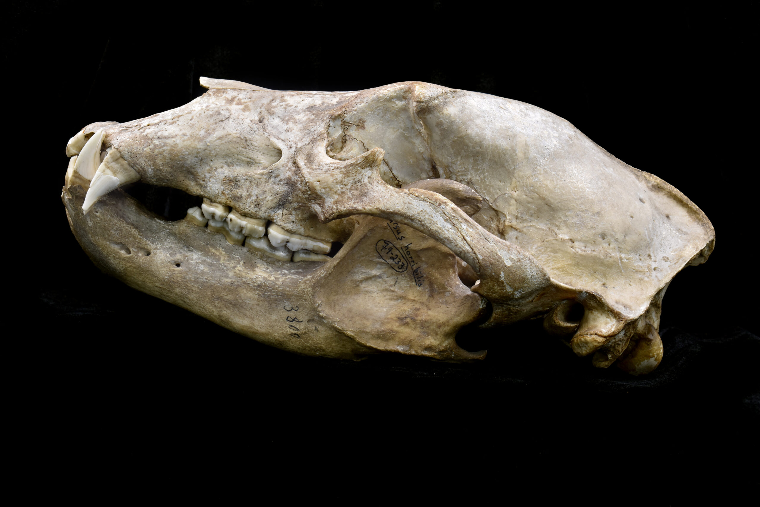 bear skull side