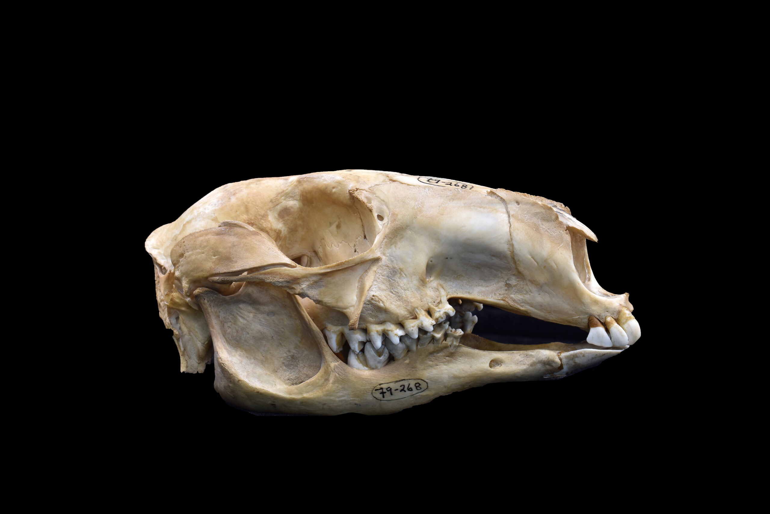 kangaroo skull