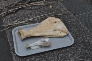 Photograph of a cattle and sheep scapula on a tray next to each other. There appears to be five hollows carved into the cattle scapula along with carvings and burn marks on the sheep scapula as well.