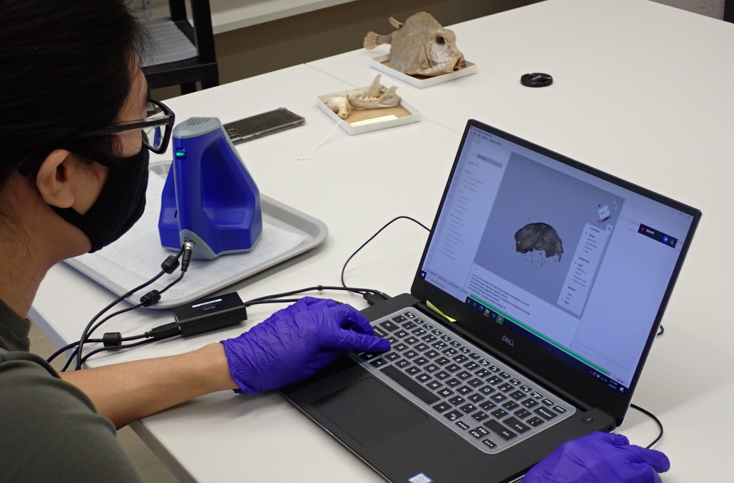 Andy Tan uses a 3D scanner to create a digital model of a bobcat skull for Wesleyan’s osteological comparative collections.
