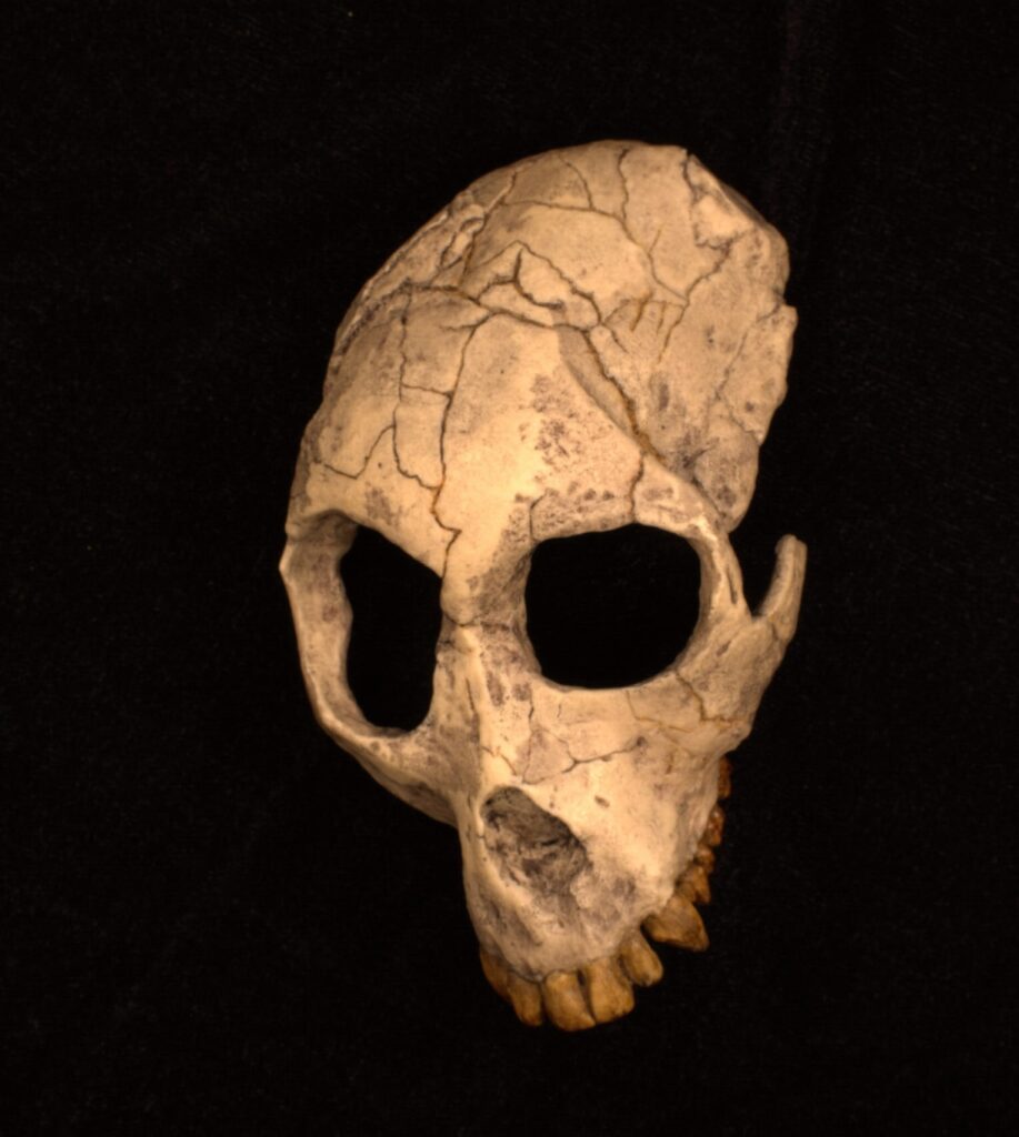 Photograph of a Proconsul africanus cranium from a three-quarter aerial view.