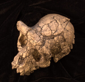 Photograph of a Sahelanthropus tchadensis cranium a three-quarter aerial view.