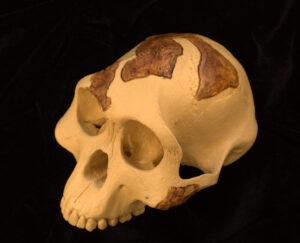 Photograph of an Australopithecus afarensis cranium at three-quarter view