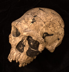 Photograph of a Homo habilis cranium at three-quarter view.