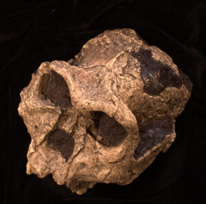 Photograph of an Australopithecus (Paranthropus) robustus cranium at three-quarter view.