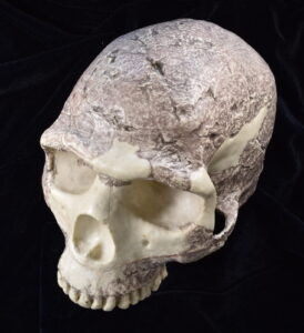 Photograph of a Homo erectus cranium at three-quarter view.