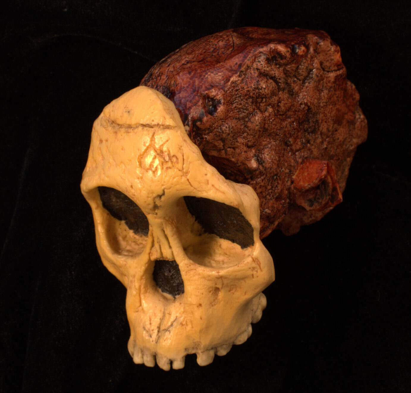 Photograph of an Australopithecus africanus cranium with fossilized brain matter at three-quarter view.