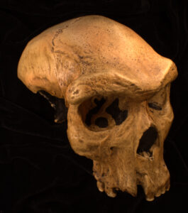 Photograph of a Homo heidelbergensis cranium at three-quarter view.