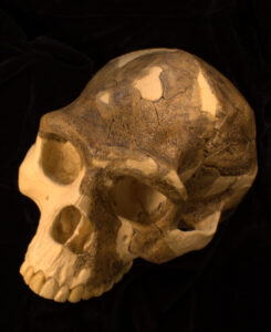 Photograph of a Homo erectus cranium at three-quarter view.