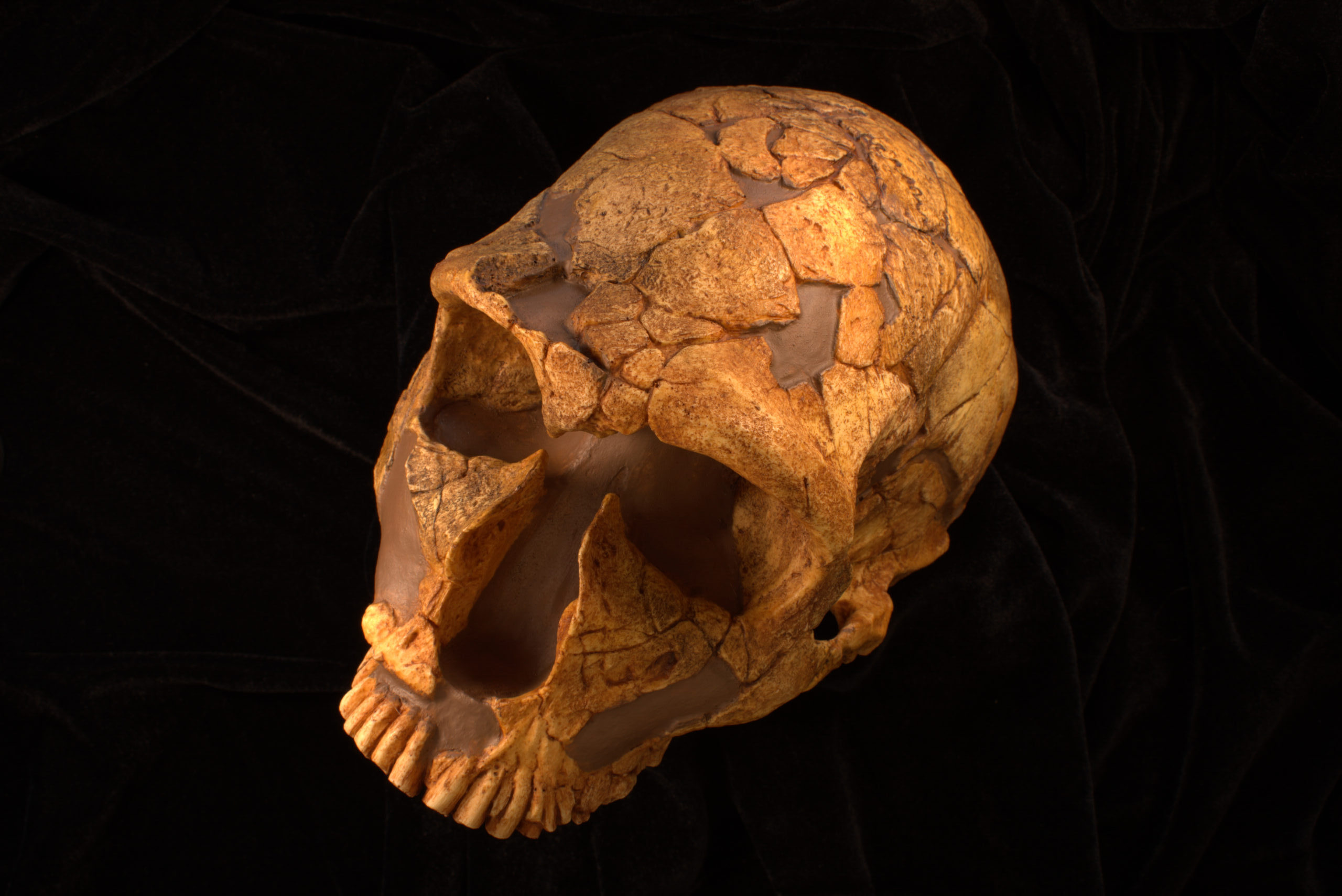 Photograph of a Neanderthal cranium at three-quarter view.