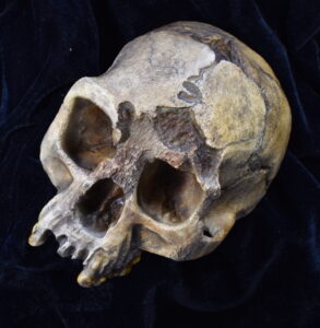 Photograph of a Homo floresiensis cranium at three-quarter view.