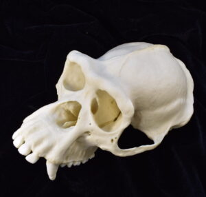 Photograph of a chimpanzee cranium at three-quarter view.