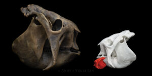 Three different 3D scans of a glyptodon head at different scales.