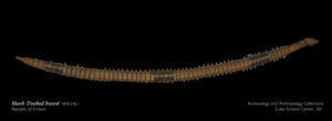 Screenshot of a shartoothed sword scan from Kiribati.