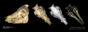 Slide with a screenshot of the pig skull at three-quarter view, one from aerial view, and two others from aerial view in x-ray mode and no-texture mode.